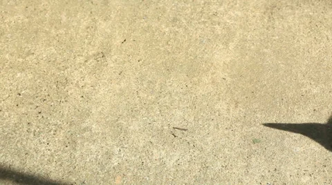 Kitten lying down Stock Footage 35760970