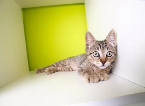 Kitten lying down Foto stock