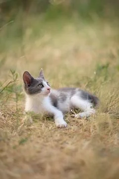Kitten lying on dry grass Stock Photos