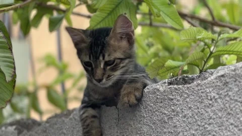 Kitten lying on farm wall Stock Footage 282947845