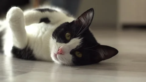 Kitten lying on the floor Stock Footage 277152052