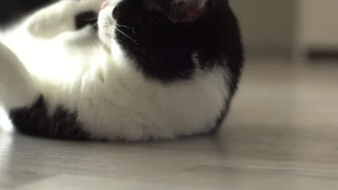 Kitten lying on the floor Stock Footage 277152065