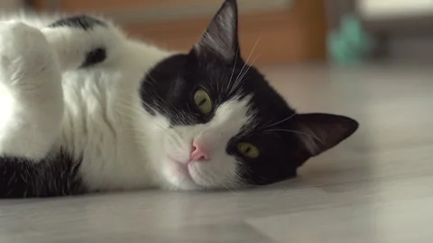 Kitten lying on the floor Stock Footage 277152485