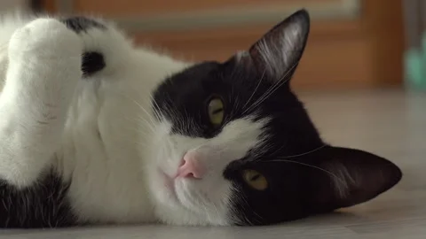 Kitten lying on the floor Stock Footage 277152712