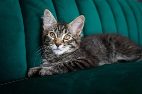 Kitten lying on the green sofa Stock-Fotos