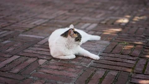 Kitten lying on the ground Stock Footage 205102847