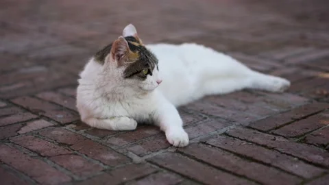 Kitten lying on the ground Stock Footage 205102926