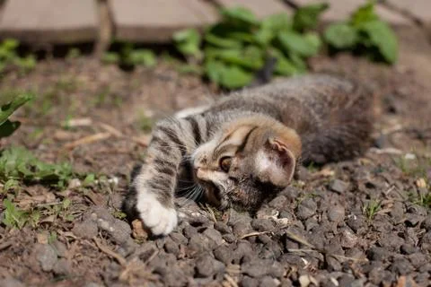 Kitten lying on the ground Stock Photos