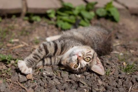 Kitten lying on the ground Stock Photos