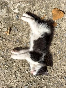 Kitten lying on the ground Stock Photos