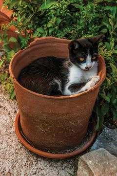 Kitten lying inside a vase in a farm Stock Photos