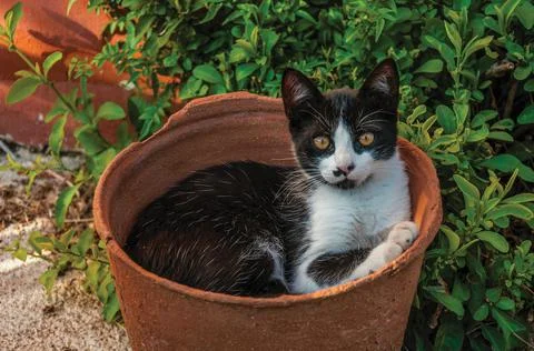 Kitten lying inside a vase in a farm Stock Photos