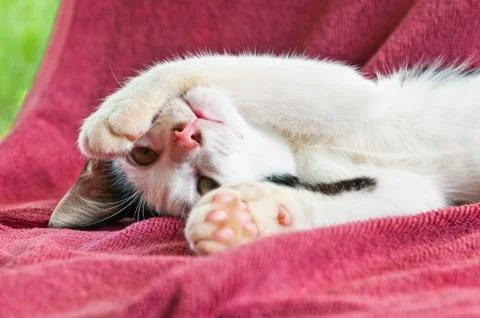 A kitten lying on its back Stock Photos