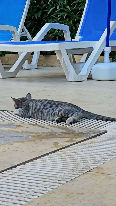 Kitten lying near pool with sun loungers Stock Footage 327987883