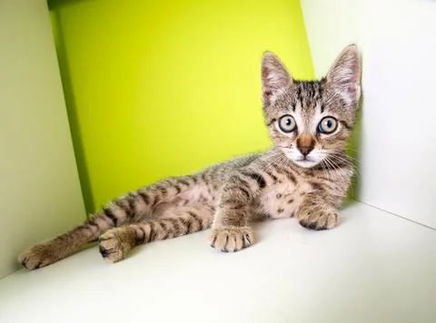 Kitten lying Stock Photos