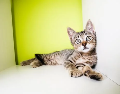 Kitten lying Stock Photos