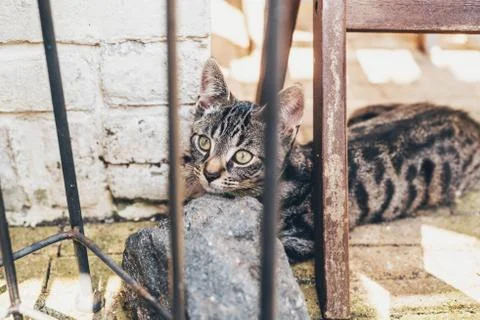 Kitten lying resting its head on a rock Stock Photos