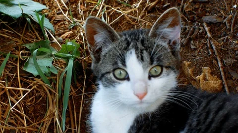 Kitten lying in a rural setting Stock Footage 94512468
