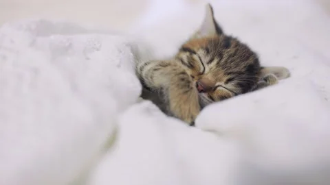 The kitten is lying on a soft knitted blanket. the concept of care Stock-Footage 199430075