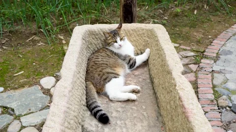Kitten lying in stone trough rural scene jianzhou cat Stock Footage 202240836
