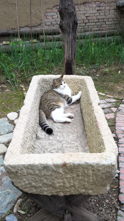 Kitten lying in stone trough rural scene jianzhou cat Video stock 202240861