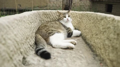Kitten lying in stone trough rural scene jianzhou cat Stock Footage 202241013