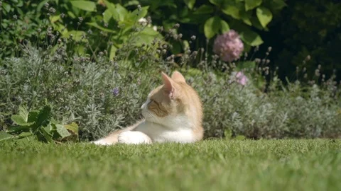 Kitten lying in the sunshine 動画素材 94578933