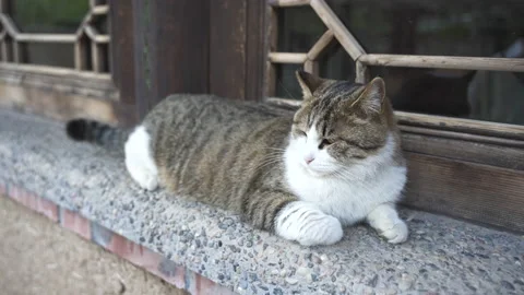 Kitten lying on the window sill to rest and bask in the sun Stock Footage 239885419