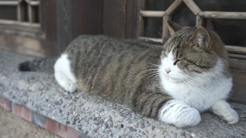 The kitten is lying on the windowsill resting in the sun Video stock 239886320