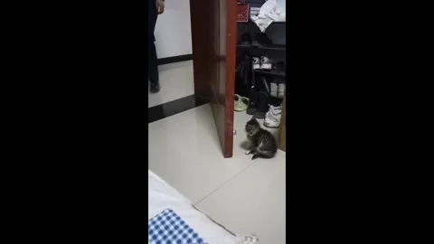 Kitten makes a surprise attack in Xinjiang, China Stock Footage 259493334