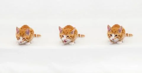 Kitten making faces 스톡 사진