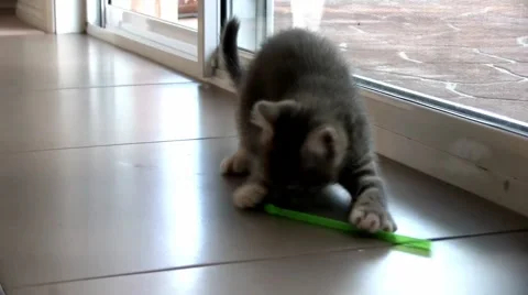 Kitten MCU playing with a plastic straw Stock-Footage 55273621