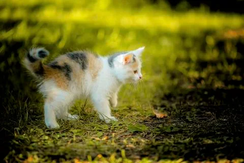 Kitten on the meadow 스톡 사진