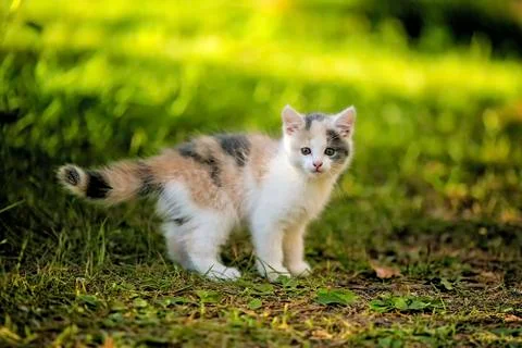 Kitten on the meadow 스톡 사진
