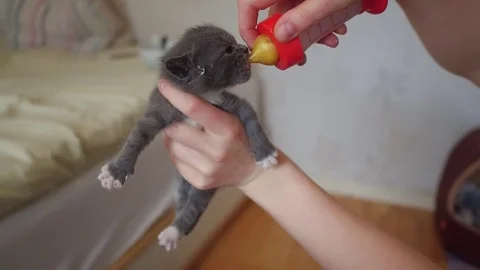 Kitten meal Stock Footage
