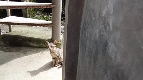 A kitten is meowing outside Stock Footage 328468011