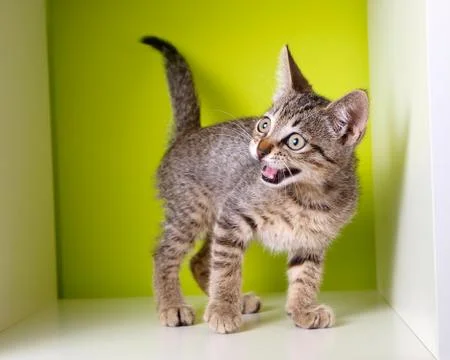 Kitten meowing Stock Photos