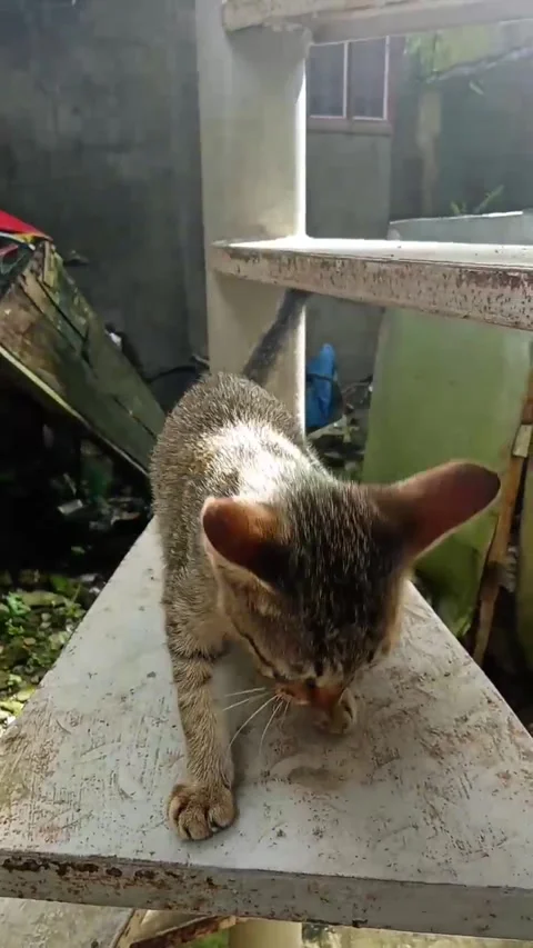 A kitten meows on the steps of the stairs Stock Footage 328468002