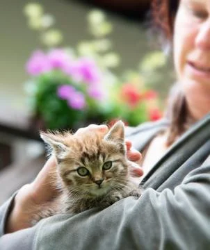 Kitten with mistress Foto stock