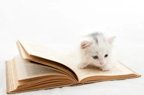 Kitten moans on a book Stock Photos