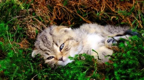 Kitten in the moss. Foto stock