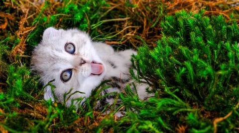 Kitten in the moss. Stock Photos