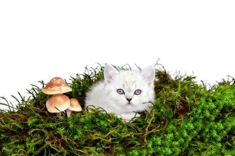 Kitten in the moss. Foto stock
