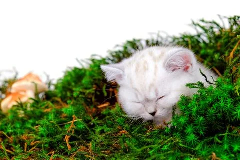 Kitten in the moss. Stock Photos