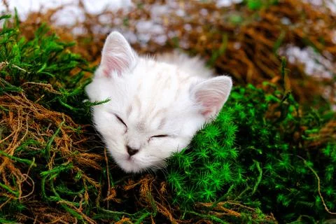 Kitten in the moss. Stock Photos
