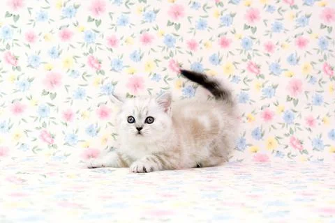 Kitten in motion. Scared kitten. Kitten during the game.  Stock Photos