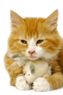 Kitten with mouse Stock Photos