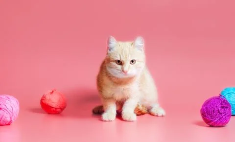 Kitten with multi-colored balls of woolen threads on a pink background Stock Photos