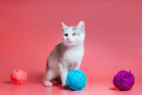 Kitten with multi-colored balls of woolen threads on a pink background Stock Photos