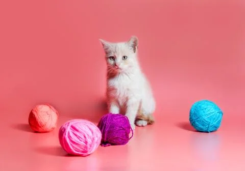 Kitten with multi-colored balls of woolen threads on a pink background Stockfoto's